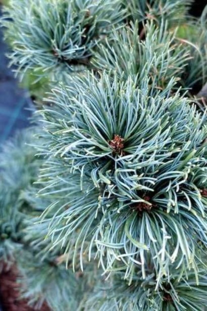 Сосна японська дрібноквіткова Бергман / Бонні Бергман|Pinus parviflora Bergman / Bonnie Bergman|Сосна японская Бергман / Бонни Бергман